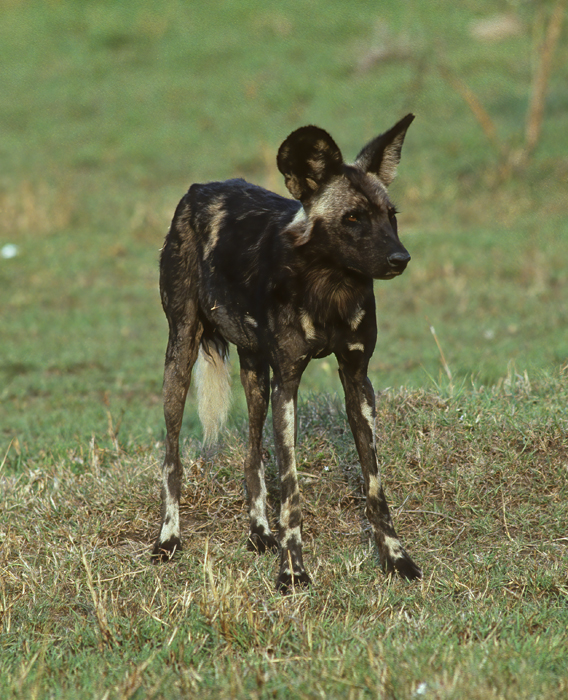 Wild_African_Dog_90_Kenya_006