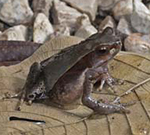 Dry Leaf Frog