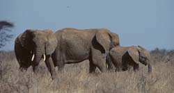 African Savannah Elephant
