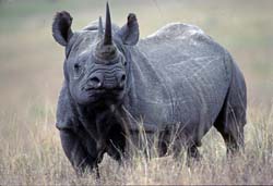 Black_Rhinoceros