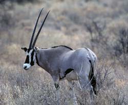 East_African_Oryx