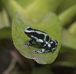 Green-black Poison Dart Frog