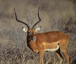 African Antelopes