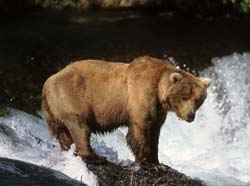 Kodiak Brown Bear