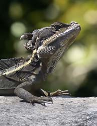 his lizard is able to run short distances across water using both its feet and tail for support