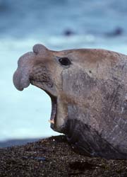 Southern_Elephant_Seal