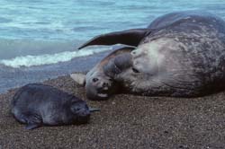 Southern Elephant Seal