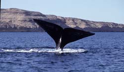 Southern_Right_Whale