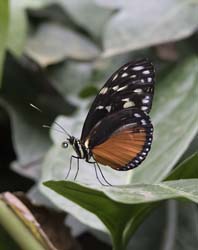 Tiger_Longwing_Butterfly