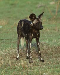 Wild African Dog