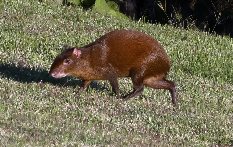 Agouti_17_Costa_Rica_001