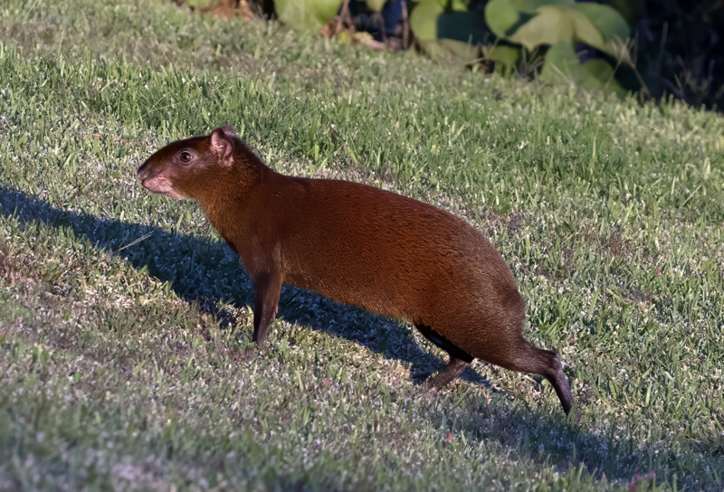 Agouti_17_Costa_Rica_005