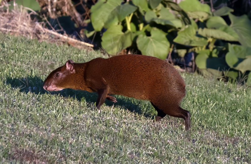 Agouti_17_Costa_Rica_006