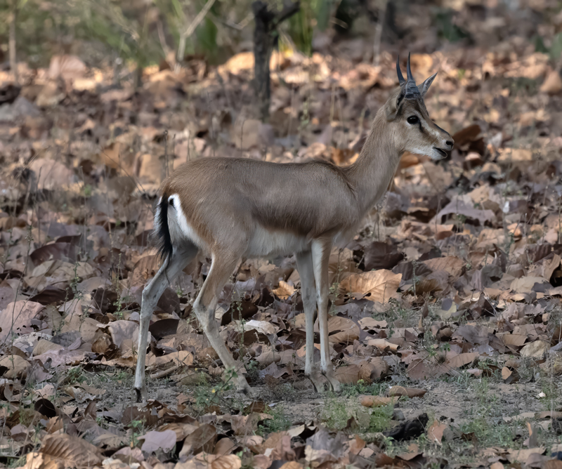 Asian_GazellIe_25_India_028