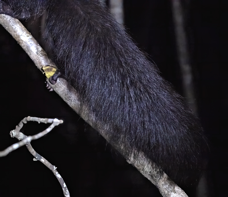 Aye-Aye_24_Madagascar_013