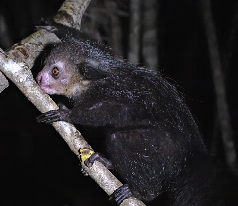 Aye-Aye_24_Madagascar_028