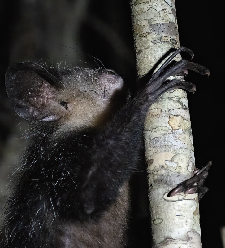 Aye-Aye_24_Madagascar_053