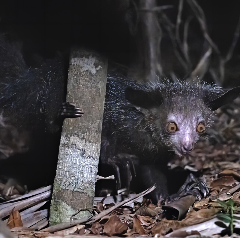 Aye-Aye_24_Madagascar_107