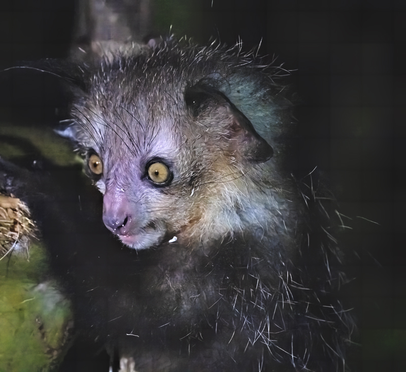 Aye-Aye_24_Madagascar_252