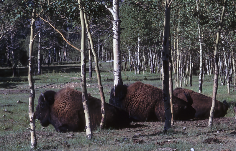 Banff_Calgary_89_007