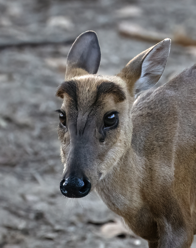 Barking_Deer_25_India_001