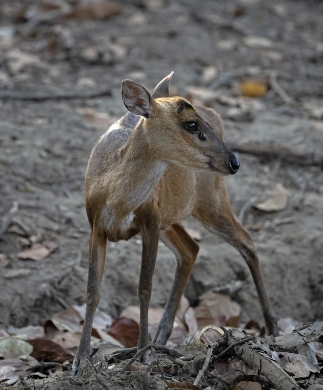 Barking_Deer_25_India_005