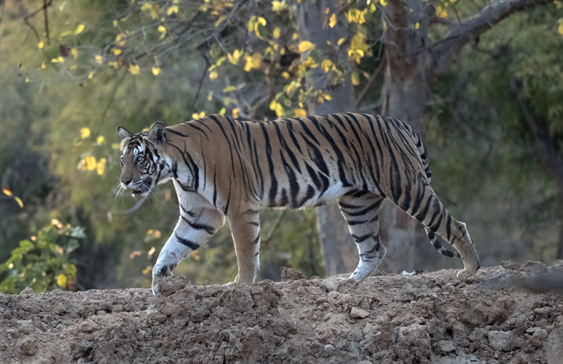 Bengal_Tiger_25_India_069