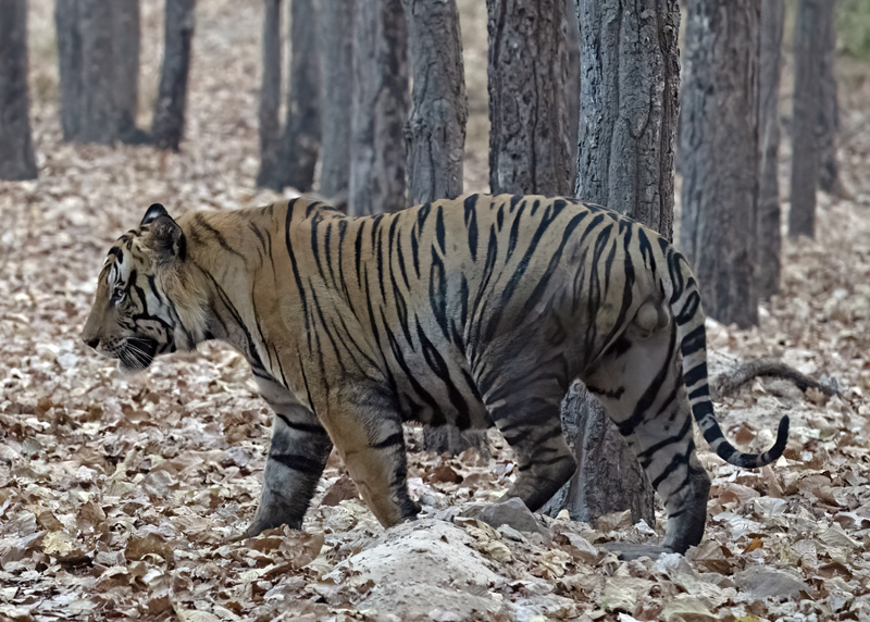 Bengal_Tiger_25_India_193