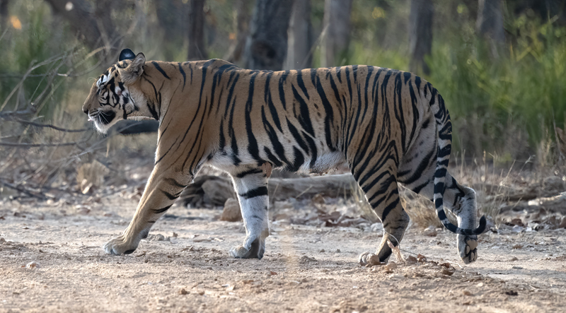 Bengal_Tiger_25_India_512