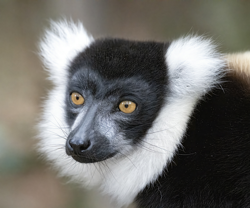 Black-and-white_Ruffed_Lemur_24_Madagascar_053