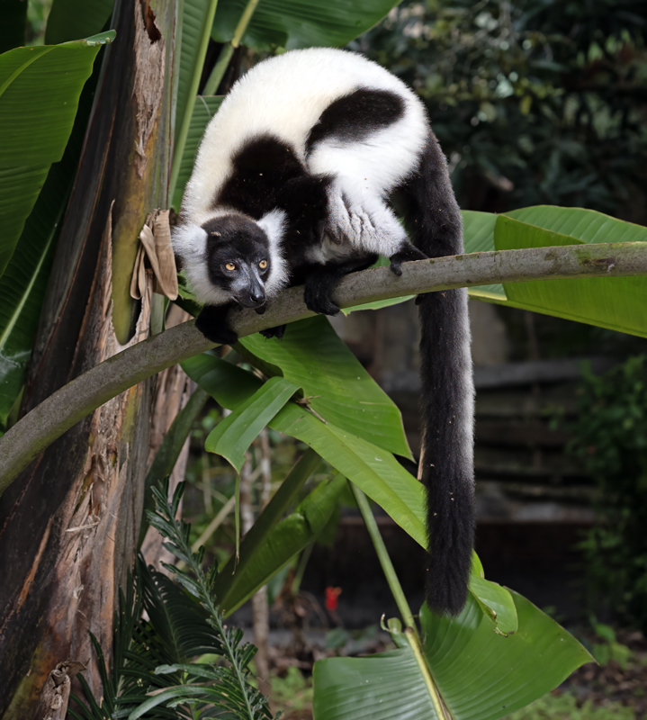 Black-and-white_Ruffed_Lemur_24_Madagascar_535