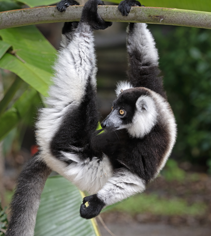 Black-and-white_Ruffed_Lemur_24_Madagascar_536