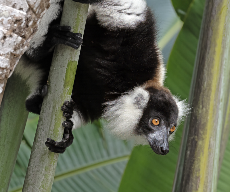 Black-and-white_Ruffed_Lemur_24_Madagascar_544
