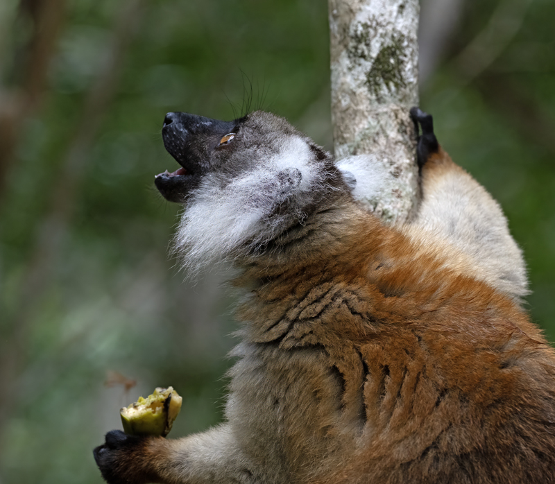 Black_Lemur_24_Madagascar_004