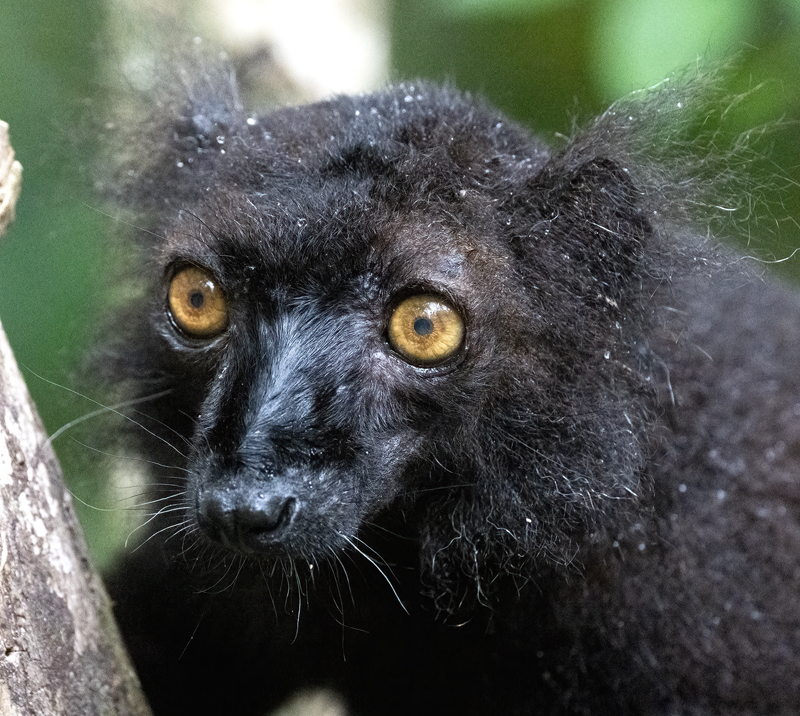 Black_Lemur_24_Madagascar_145