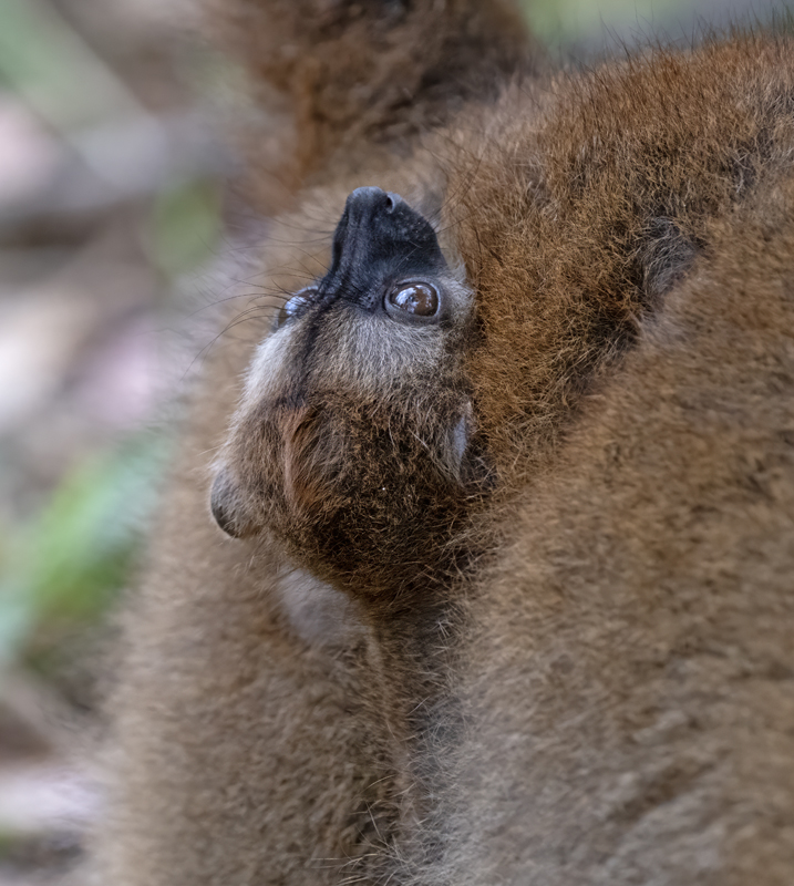 Brown_Lemur_24_Madagascar_020