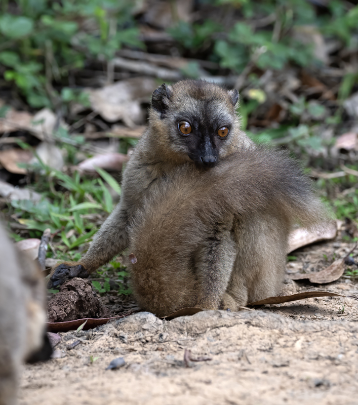 Brown_Lemur_24_Madagascar_058