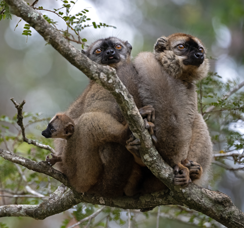Brown_Lemur_24_Madagascar_076