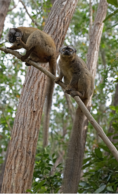 Brown_Lemur_24_Madagascar_149