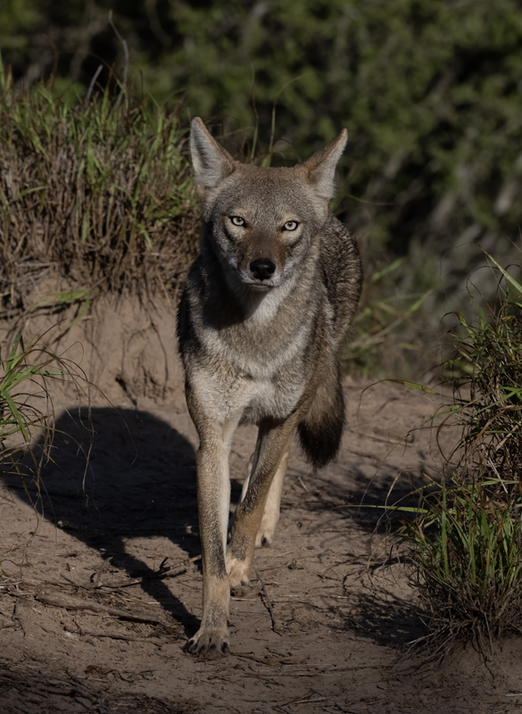 Coyote_22_TX_001
