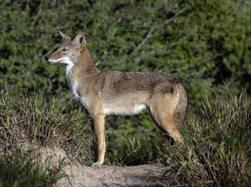 Coyote_22_TX_012
