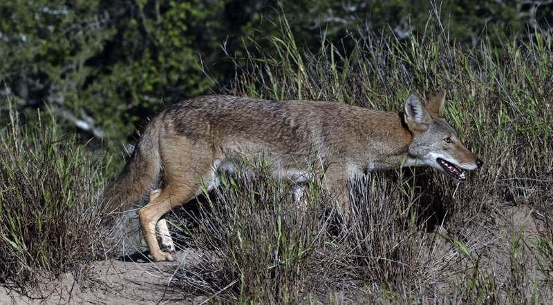 Coyote_22_TX_016
