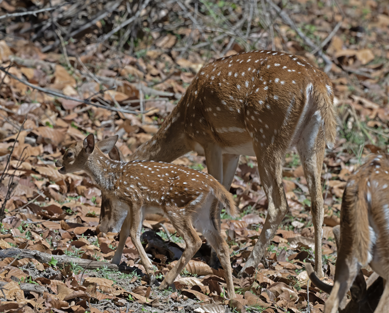 Deer_Spotted_25_India_100