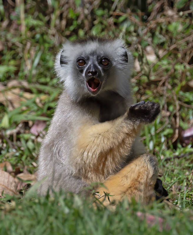 Diademed_Sifaka_24_Madagascar_048