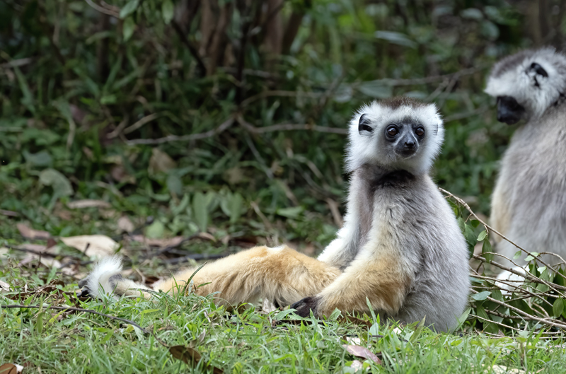 Diademed_Sifaka_24_Madagascar_079