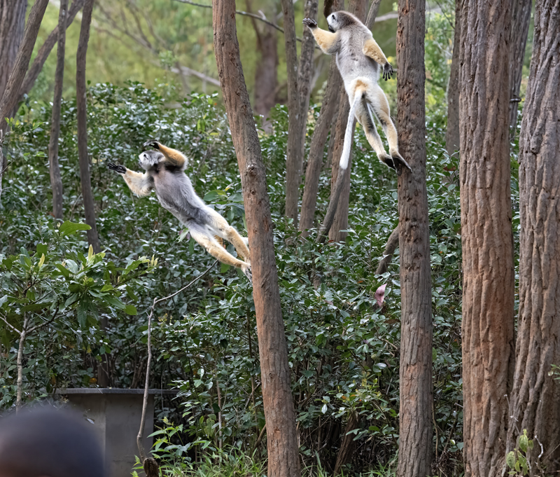 Diademed_Sifaka_24_Madagascar_183
