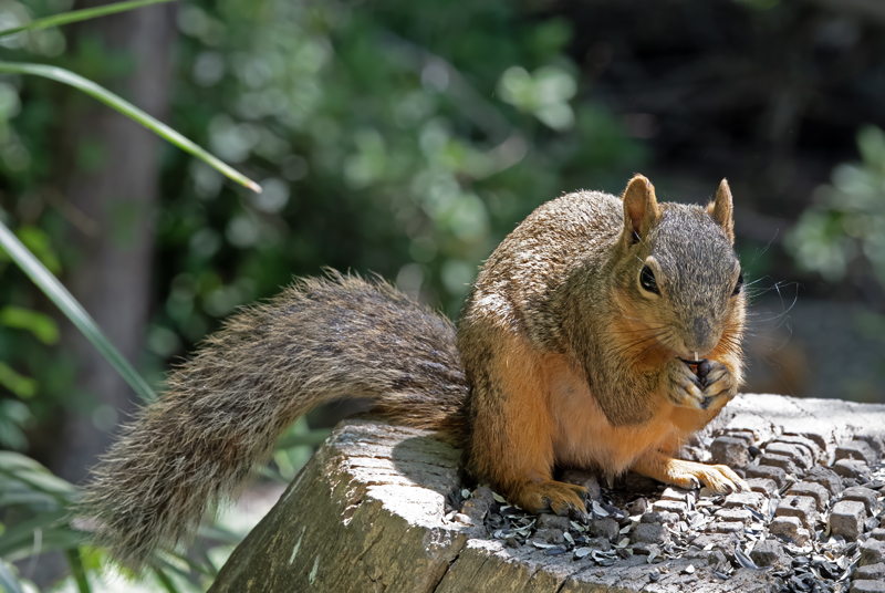 Eastern_Grey_Squirrel_TX_18_003