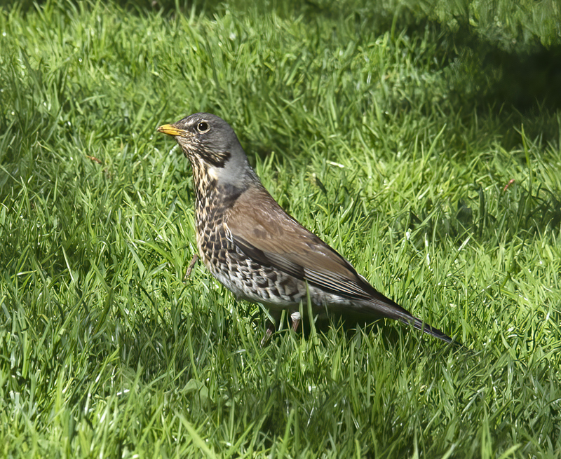 Finland_Helsinki_2017_102