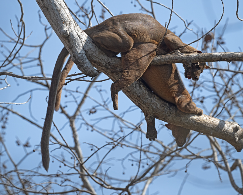 Fossa_24_Madagascar_037