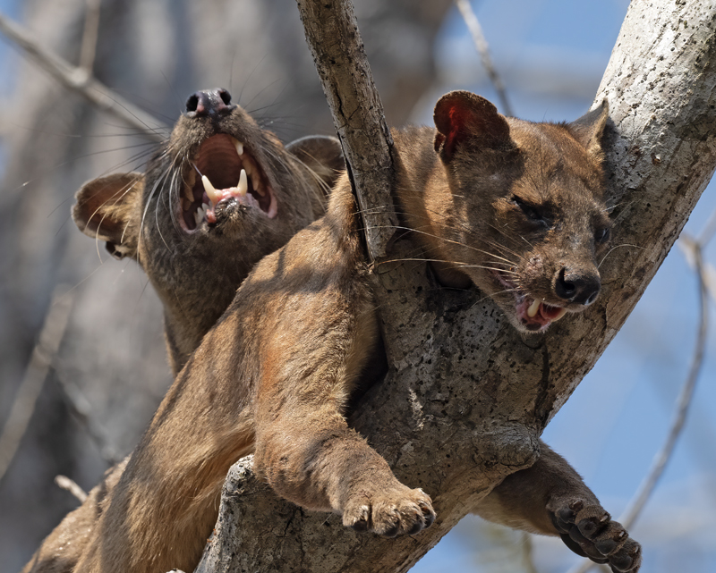 Fossa_24_Madagascar_077